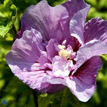 Syrisk rose "Lavender Chiffon"